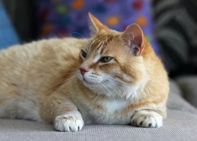 Healthy orange and white cat contentedly lounging on the couch (looking to the right) in front of its owner