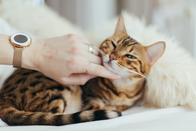 A female first-time cat owner's hand scratching the chin of an orange and black tabby cat