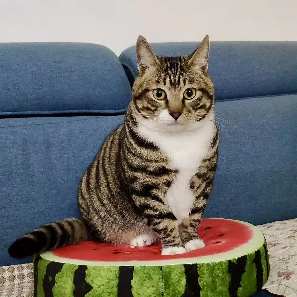 Dragon Li cat standing on a watermelon pillow