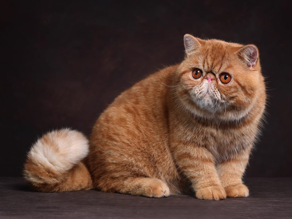 Exotic Shorthair Cats: Orange Exotic Shorthair cat sitting on a dark-colored floor