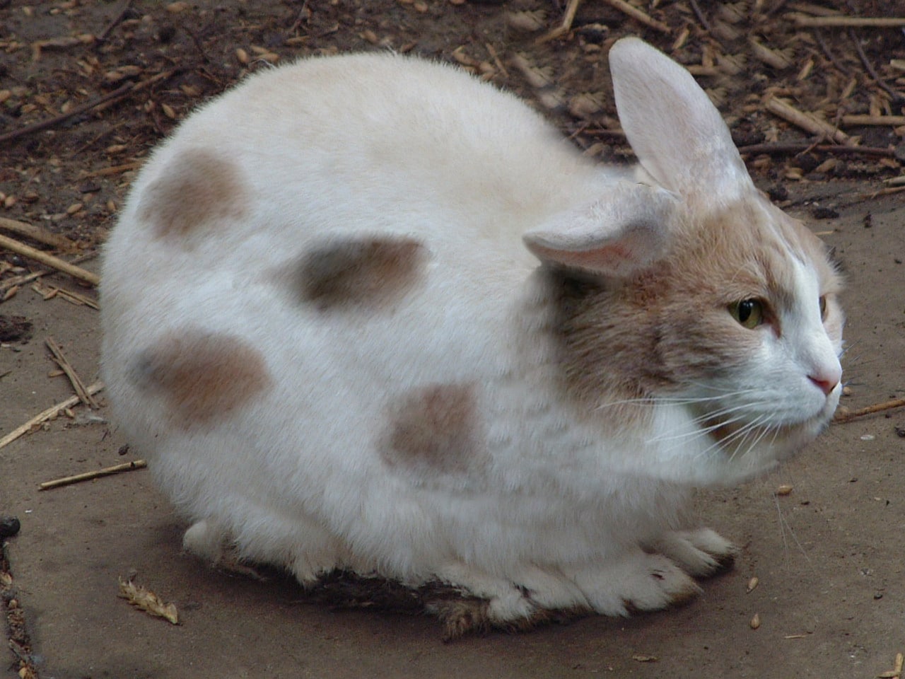 Can Cats and Rabbits Breed? AI-generated image of a cat and rabbit hybrid