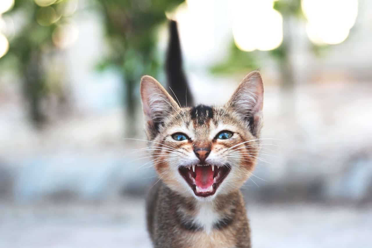 Can Cats Actually Talk: Cat running towards and meowing at someone