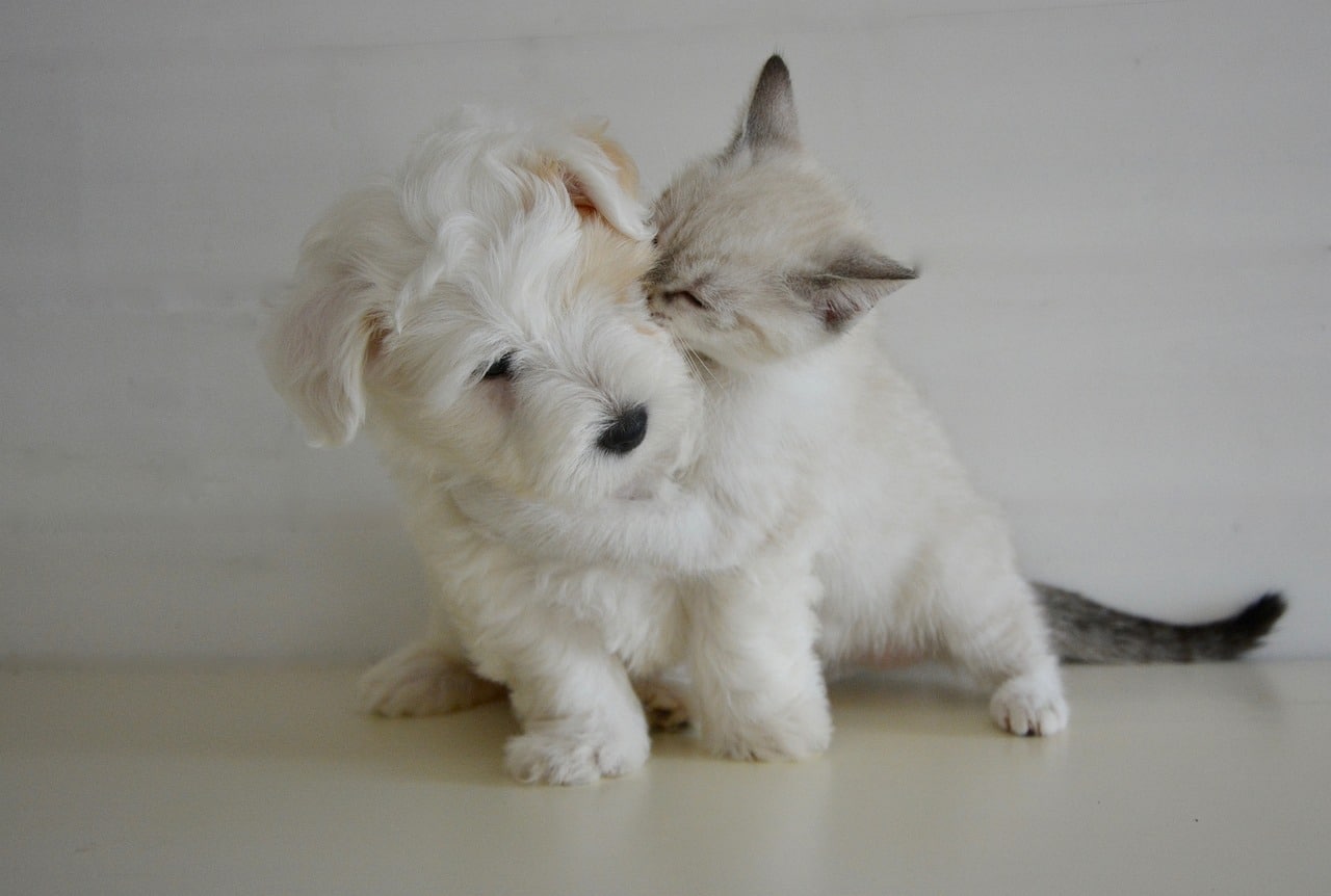 Can my cat and dog get along? White kitten kissing a white puppy